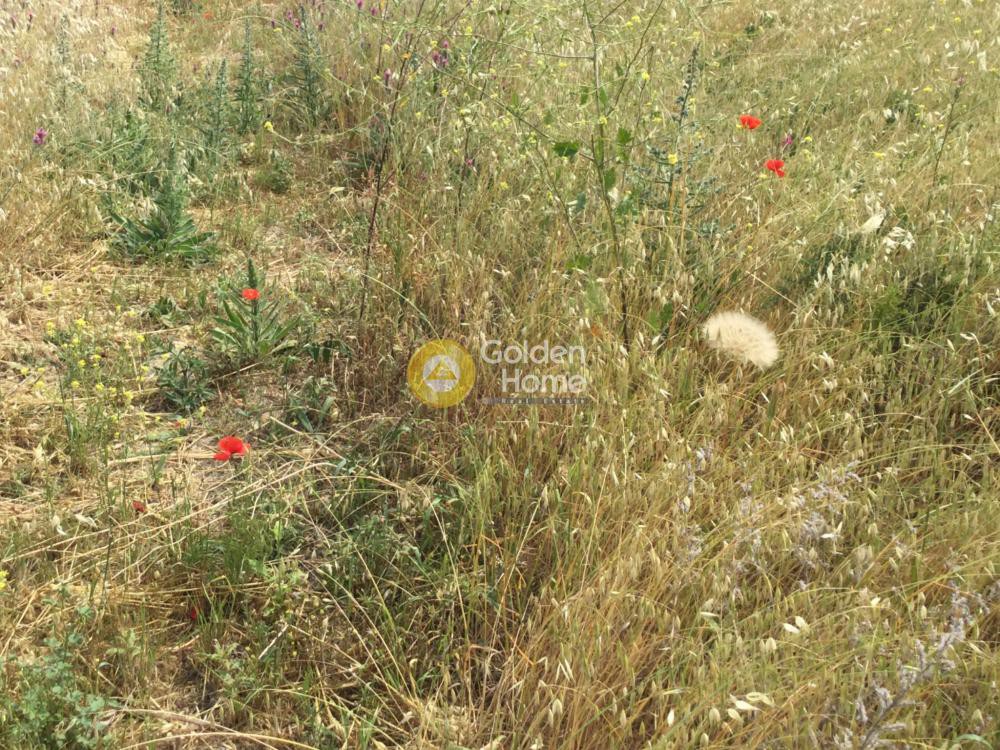 Αγροτεμάχια 10.405 τ.μ. προς πώληση, Μεσημέρι Επανομής