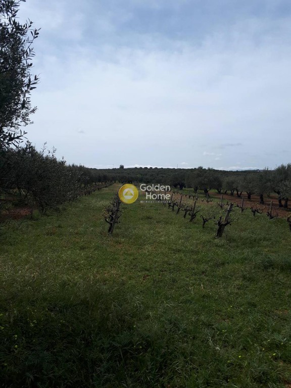 Αγροτεμάχια 4.000 τ.μ. προς πώληση, Ν. Ηρακλείου, Καστέλλι