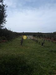 Αγροτεμάχια 4.000 τ.μ. προς πώληση, Ν. Ηρακλείου, Καστέλλι-thumb-1