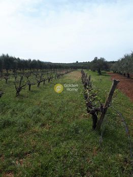 Αγροτεμάχια 4.000τ.μ. για πώληση-Καστέλλι » Ευαγγελισμός