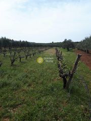 Αγροτεμάχια 4.000 τ.μ. για πώληση
