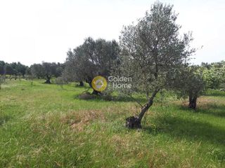 Αγροτεμάχια 4.000 τ.μ. προς πώληση, Ν. Ηρακλείου, Καστέλλι-thumb-3