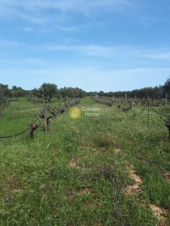 Αγροτεμάχια 4.000 τ.μ. προς πώληση, Ν. Ηρακλείου, Καστέλλι