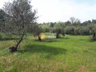 Αγροτεμάχια 4.000 τ.μ. προς πώληση, Ν. Ηρακλείου, Καστέλλι-thumb-5