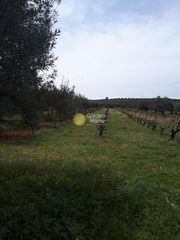 Αγροτεμάχια 4.000 τ.μ. προς πώληση, Ν. Ηρακλείου, Καστέλλι-thumb-7