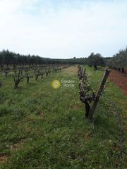 Αγροτεμάχια 4.000 τ.μ. προς πώληση, Ν. Ηρακλείου, Καστέλλι-thumb-6