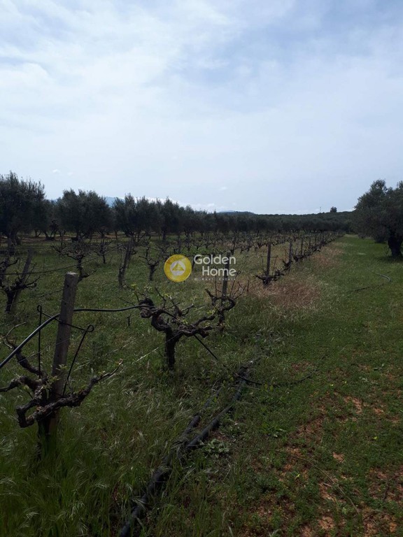 Αγροτεμάχια 4.000 τ.μ. προς πώληση, Ν. Ηρακλείου, Καστέλλι
