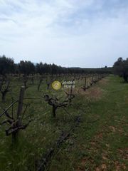 Αγροτεμάχια 4.000 τ.μ. προς πώληση, Ν. Ηρακλείου, Καστέλλι-thumb-2