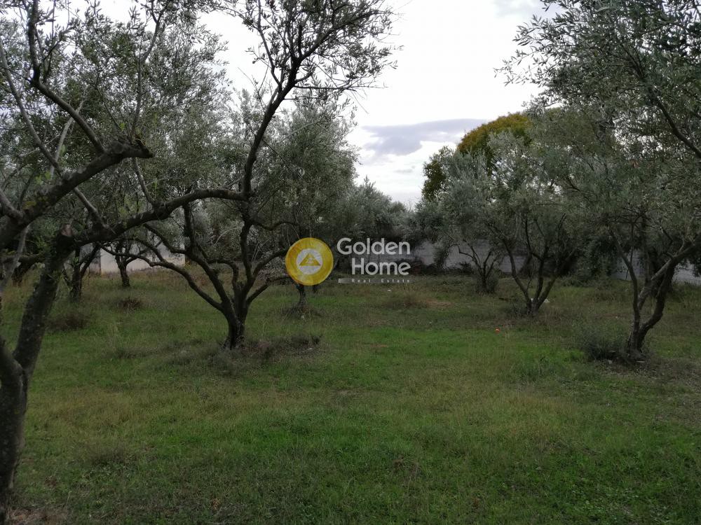 Αγροτεμάχια 9.000 τ.μ. προς πώληση, Αγία Μαρίνα Παιανίας