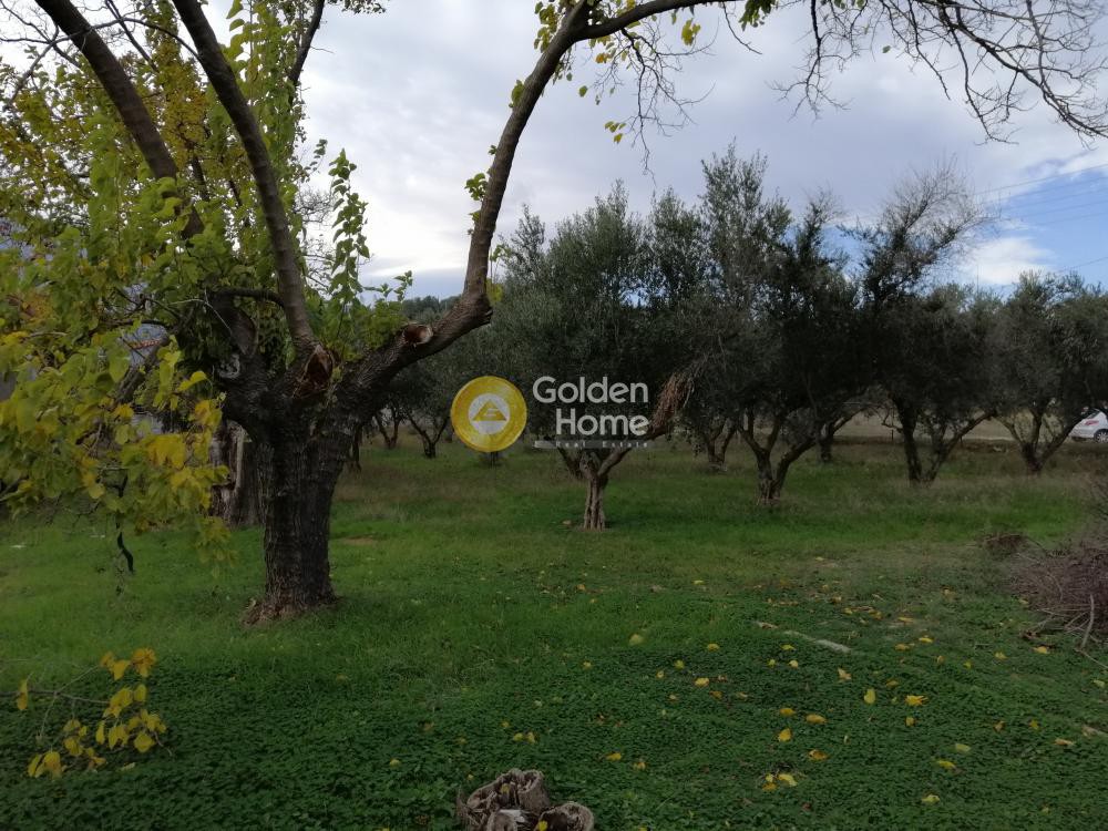 Αγροτεμάχια 9.000 τ.μ. προς πώληση, Αγία Μαρίνα Παιανίας
