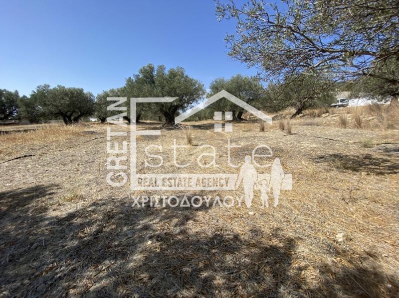 Αγροτεμάχια 4.445 τ.μ. προς πώληση, Κεντρί