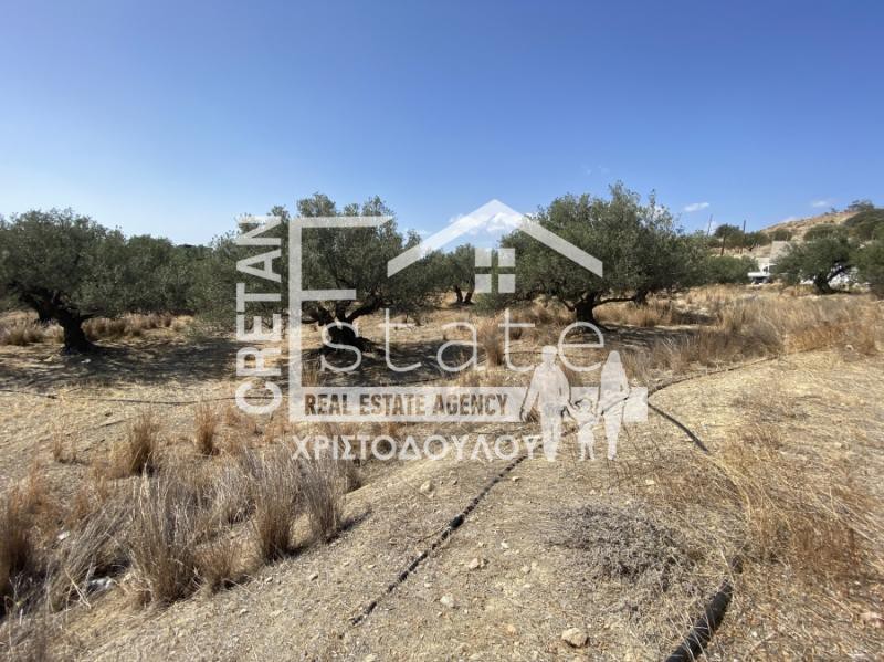 Αγροτεμάχια 4.445 τ.μ. προς πώληση, Κεντρί