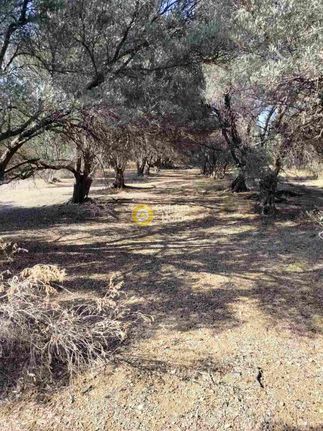 Αγροτεμάχια 1.586 τ.μ. για πώληση, Ν. Ηρακλείου, Γάζι