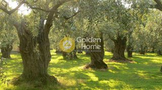 Αγροτεμάχια 8.000 τ.μ. για πώληση