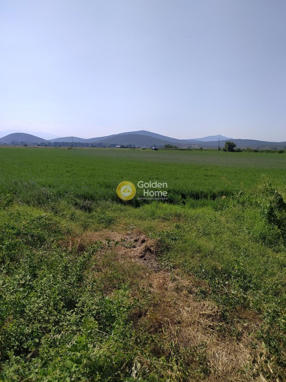 Αγροτεμάχια 37.700 τ.μ. προς πώληση, Βοιωτία, Ακραίφνια