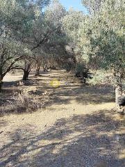Αγροτεμάχια 1.254 τ.μ. για πώληση