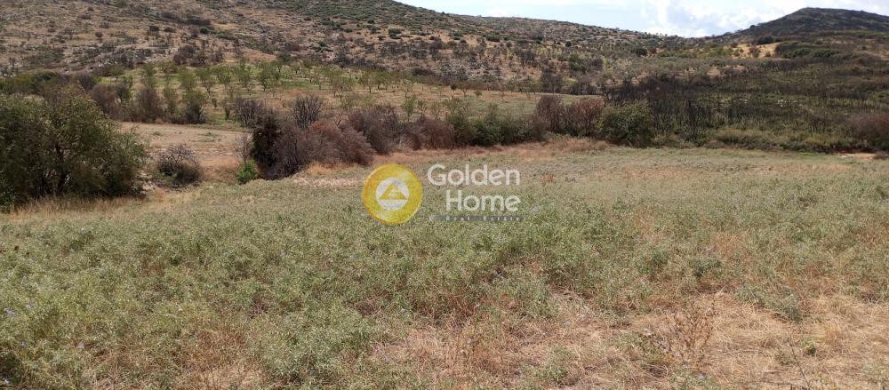 Οικόπεδο 9.872 τ.μ. πρός πώληση, Μαγνησία, Αισωνία