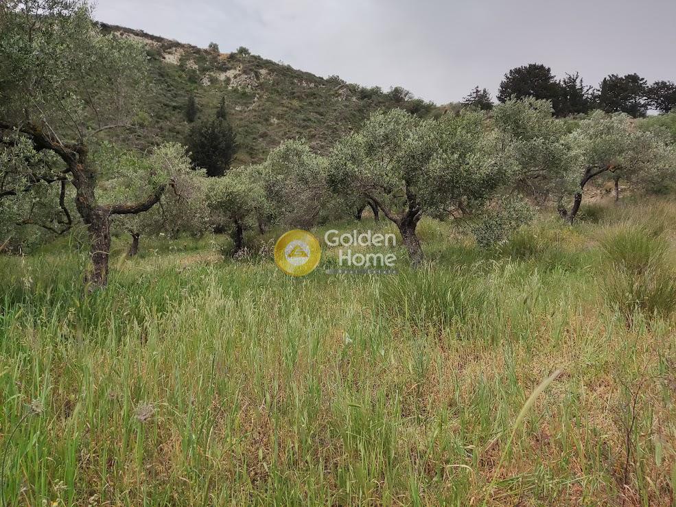 Αγροτεμάχια 10.200 τ.μ. προς πώληση, Σοκαράς