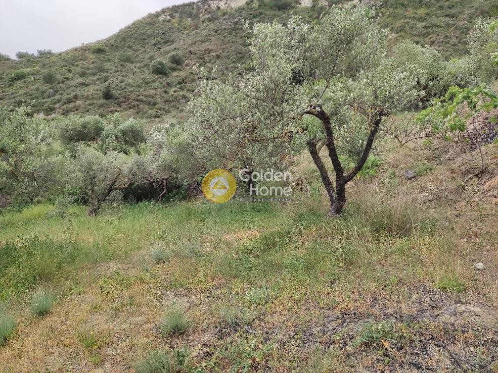 Αγροτεμάχια 10.200 τ.μ. προς πώληση, Σοκαράς