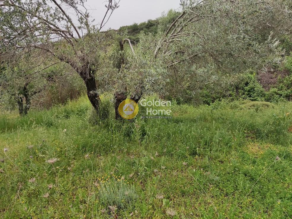 Αγροτεμάχια 10.200 τ.μ. προς πώληση, Σοκαράς