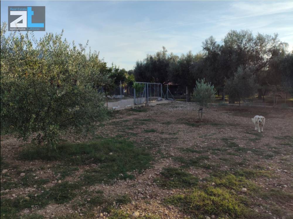 Γη 3.000 τ.μ. πρός ενοικίαση, Αχαΐα, Μεσσατίδα