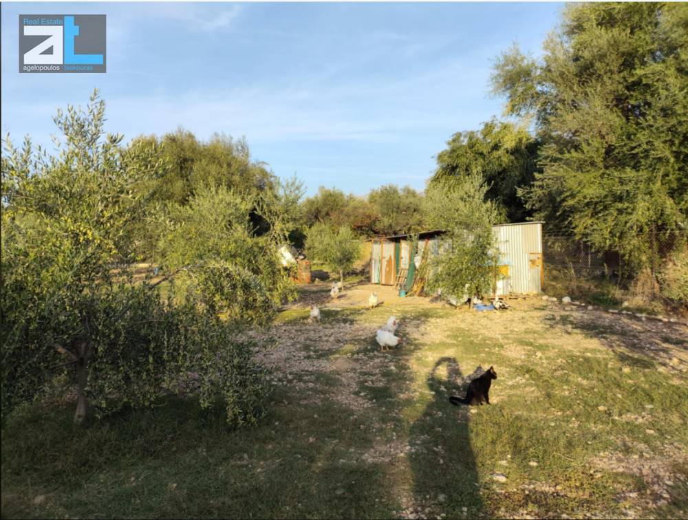 Γη 3.000 τ.μ. πρός ενοικίαση, Αχαΐα, Μεσσατίδα