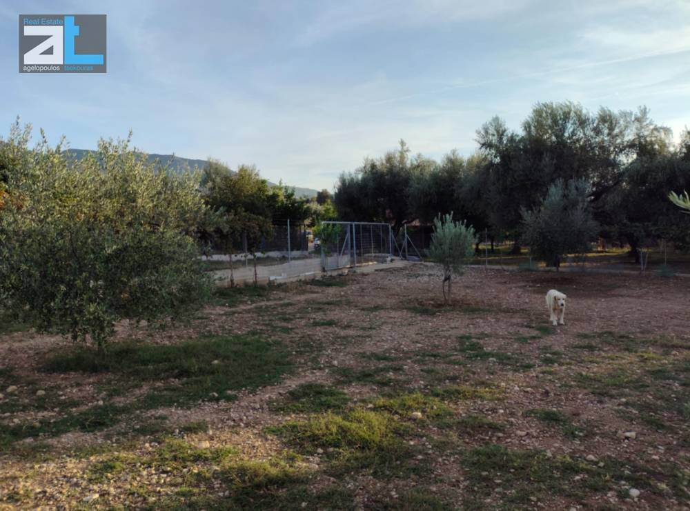 Γη 3.000 τ.μ. πρός ενοικίαση, Αχαΐα, Μεσσατίδα