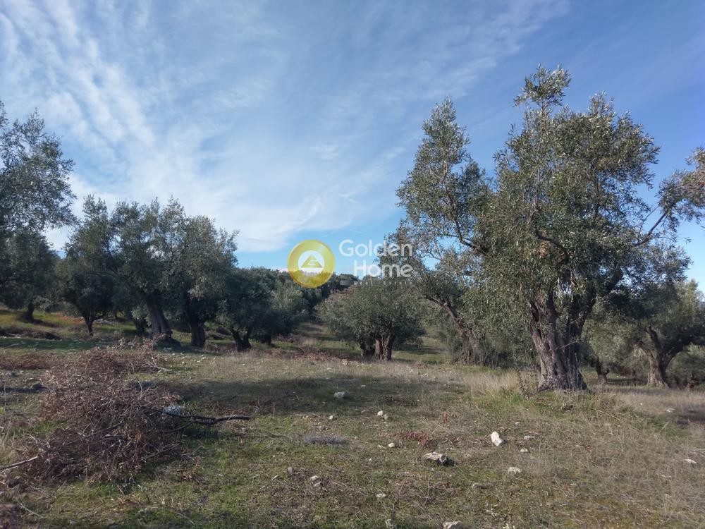 Αγροτεμάχια 20.000 τ.μ. προς πώληση, Αυλώνα Αττικής