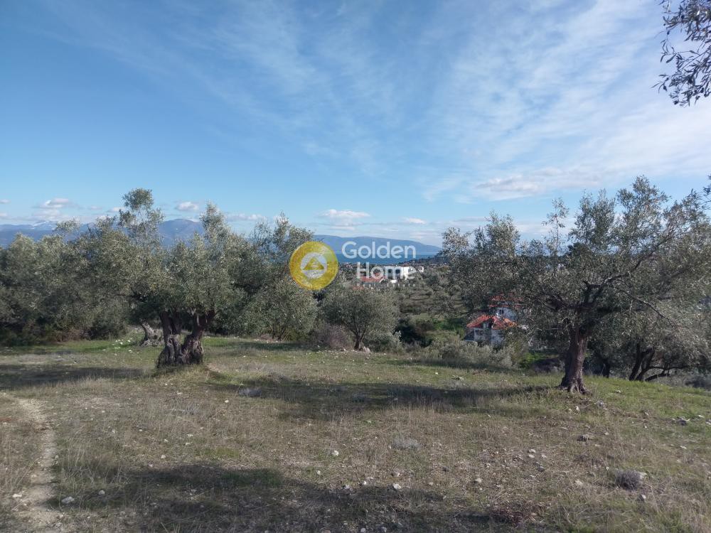 Αγροτεμάχια 20.000 τ.μ. προς πώληση, Αυλώνα Αττικής