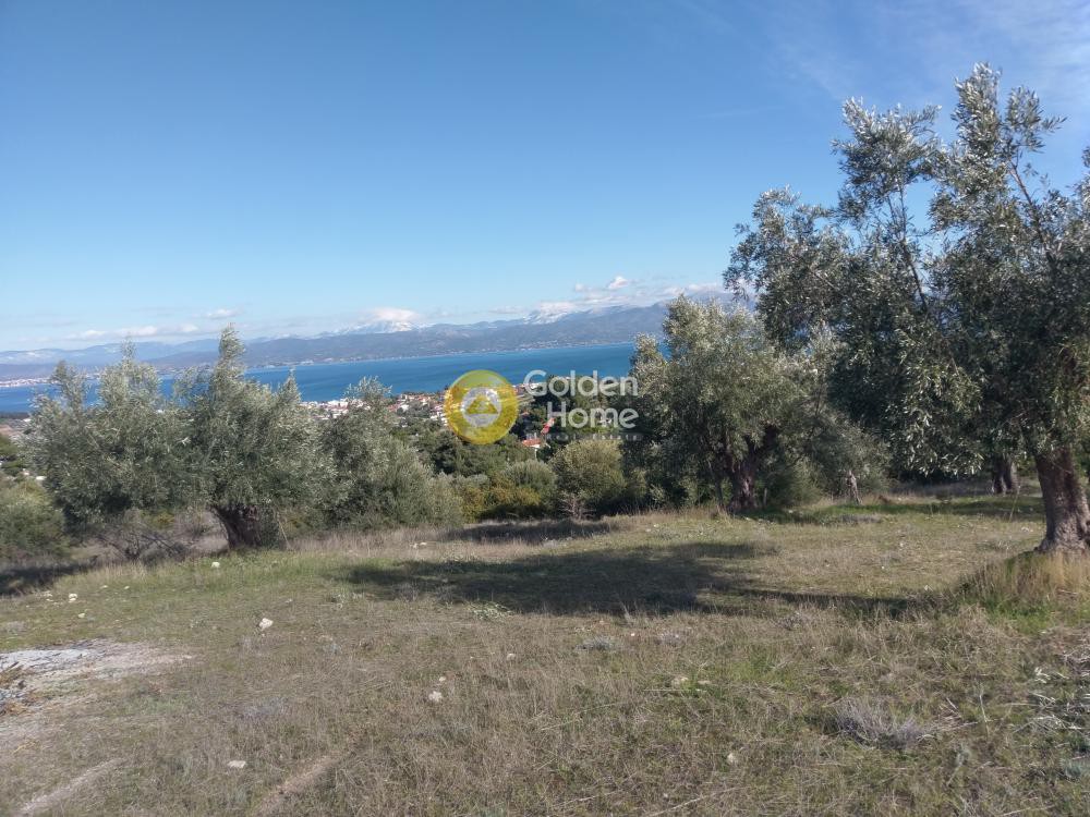 Αγροτεμάχια 20.000 τ.μ. προς πώληση, Αυλώνα Αττικής