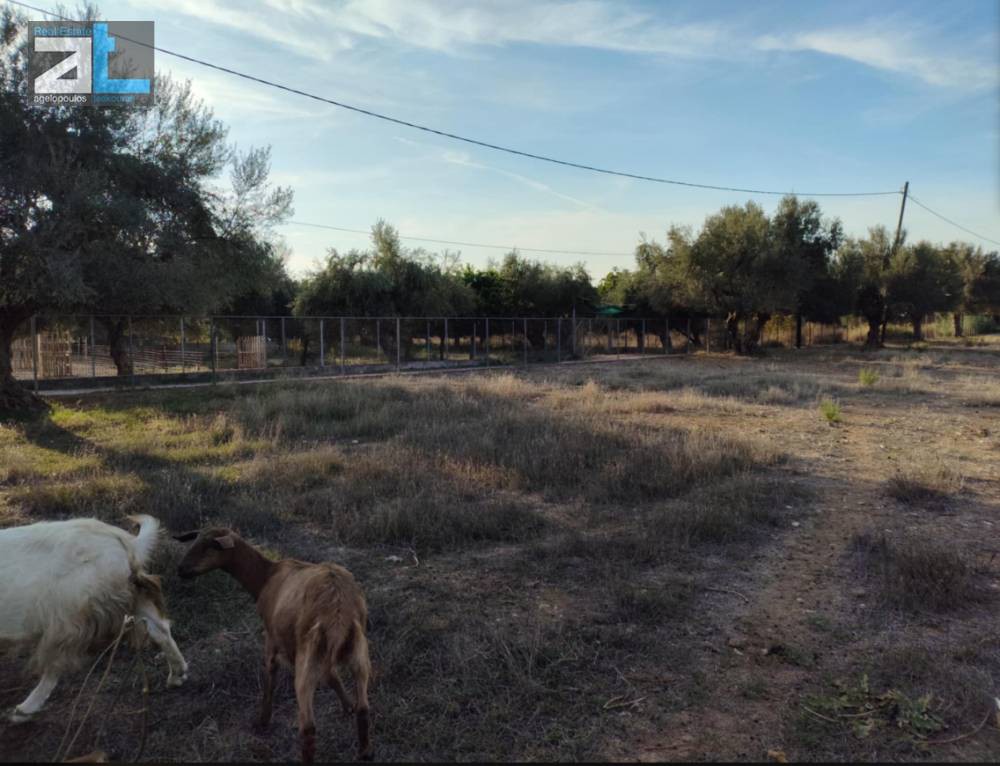 Οικόπεδο 3.700 τ.μ. πρός ενοικίαση, Αχαΐα, Μεσσατίδα