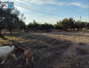 Οικόπεδο 3.700 τ.μ. για ενοικίαση, Αχαΐα, Μεσσατίδα-thumb-2