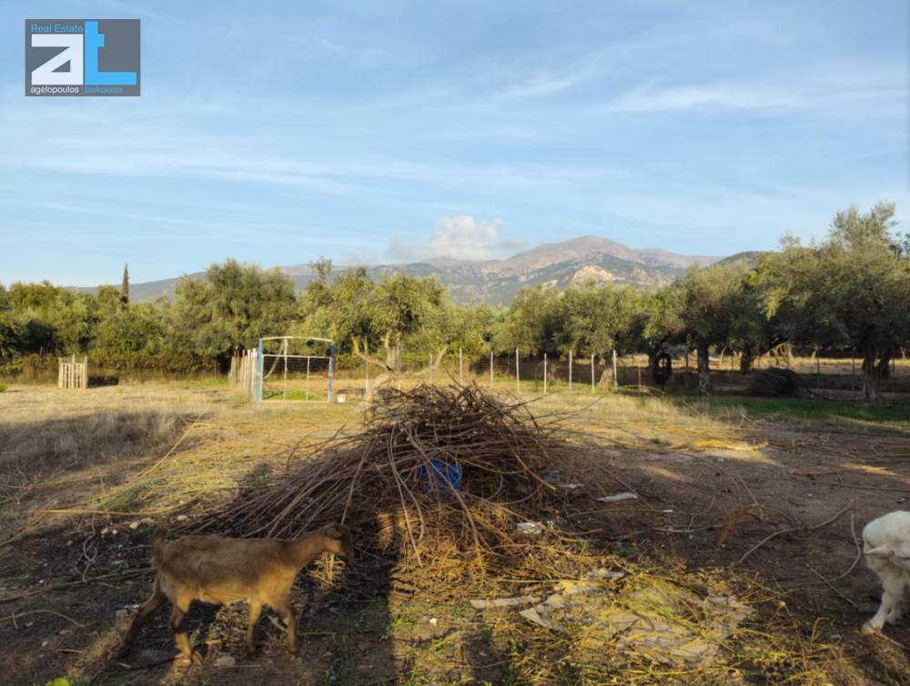 Οικόπεδο 3.700 τ.μ. πρός ενοικίαση, Αχαΐα, Μεσσατίδα