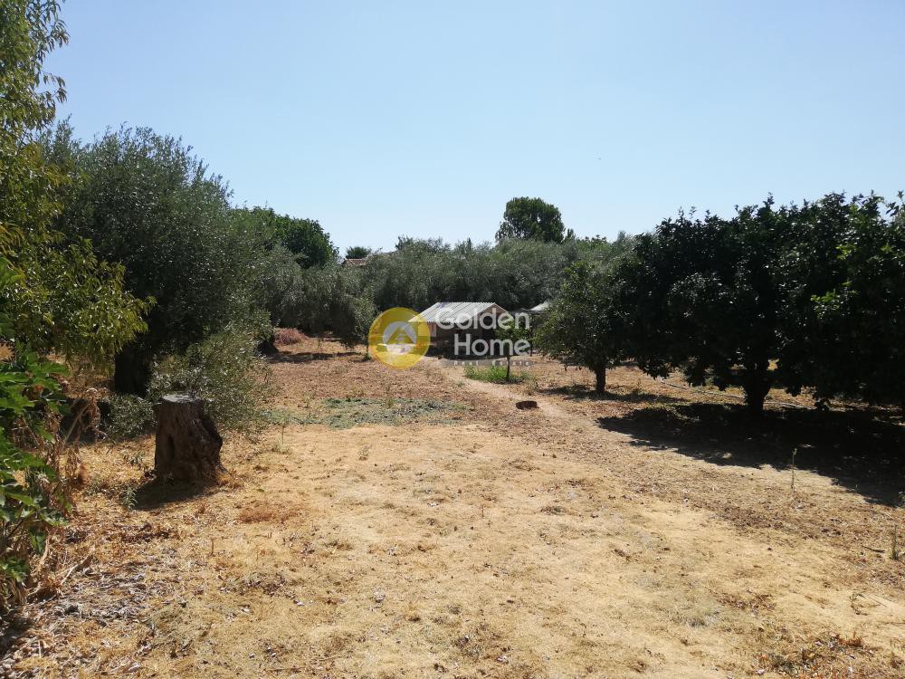 Οικόπεδο 1.670 τ.μ. προς πώληση, Αττική - Υπόλοιπο, Κ. Σκάλας Ωρωπού