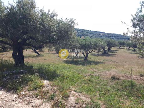 Αγροτεμάχια 7.500τ.μ. για πώληση-Επισκοπή » Σγουροκεφάλι