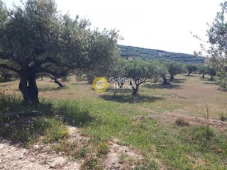 Αγροτεμάχια 7.500 τ.μ. για πώληση