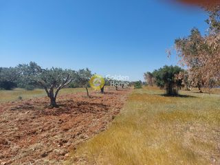 Αγροτεμάχια 3.150 τ.μ. για πώληση