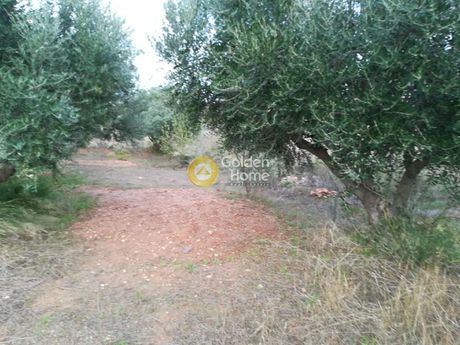 Αγροτεμάχια 6.500τ.μ. για πώληση-Κορωπί » Κίτσι