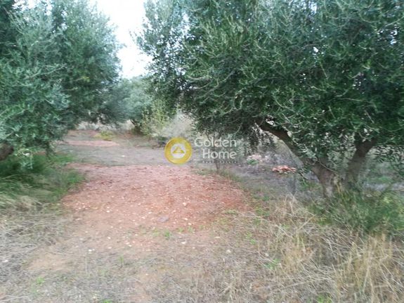 Αγροτεμάχια 6.500 τ.μ. για πώληση, Αθήνα - Ανατολικά Προάστια, Κορωπί