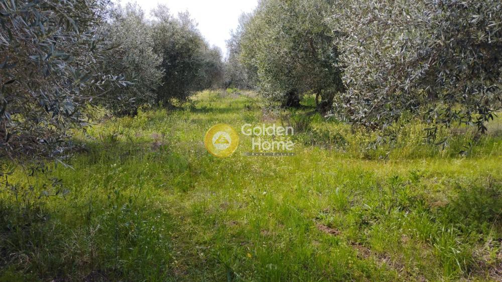 Οικόπεδο 13.000 τ.μ. προς πώληση, Ν. Πρέβεζας, Ζάλογγο