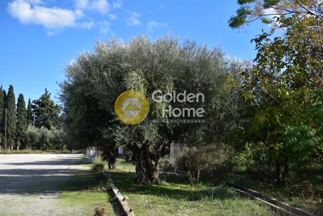 Αγροτεμάχια 4.448 τ.μ. προς πώληση, Αχαΐα, Διακοπτό