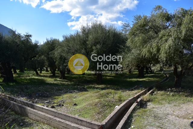 Αγροτεμάχια 4.448 τ.μ. προς πώληση, Αχαΐα, Διακοπτό
