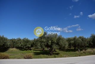 Αγροτεμάχια 4.448 τ.μ. για πώληση