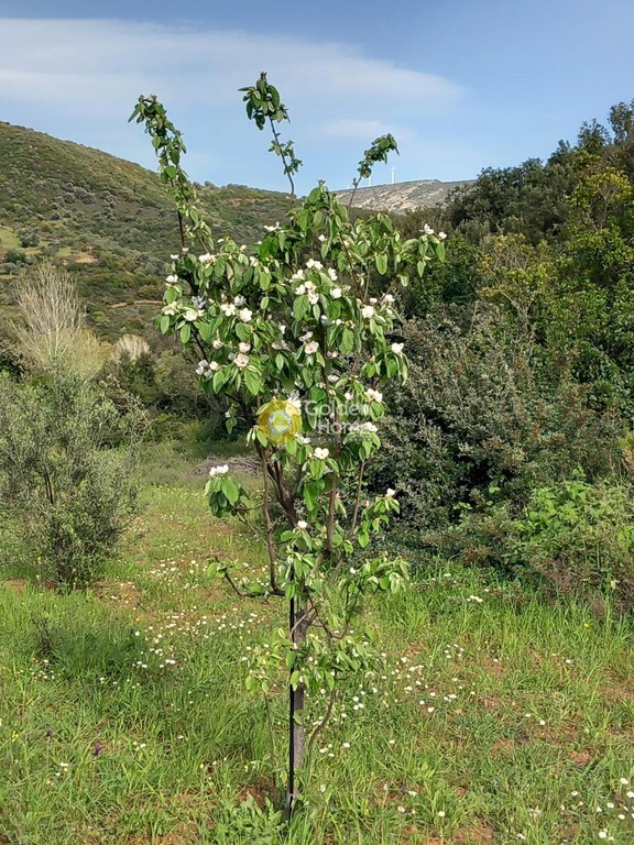 Αγροτεμάχια 5.500 τ.μ. προς πώληση, Ζάρακες