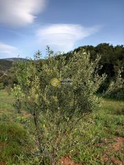 Αγροτεμάχια 5.500 τ.μ. προς πώληση, Ζάρακες-thumb-5