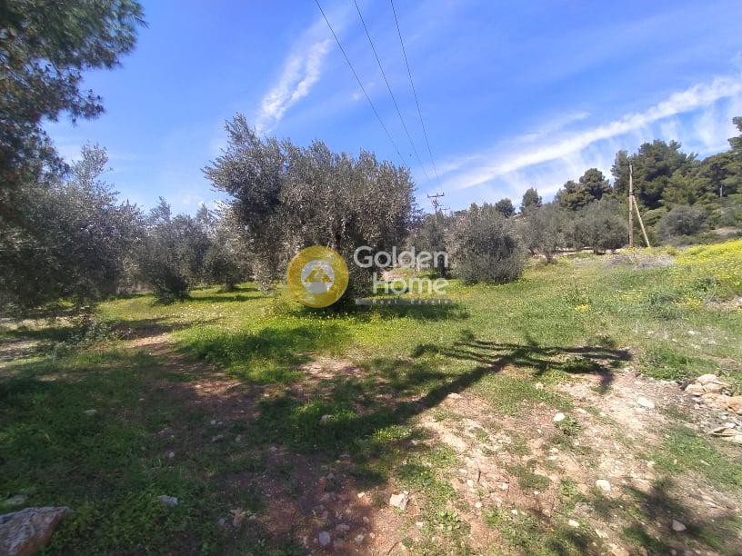 Οικόπεδο 3.000 τ.μ. προς πώληση, Φθιώτιδας, Μαλεσίνα