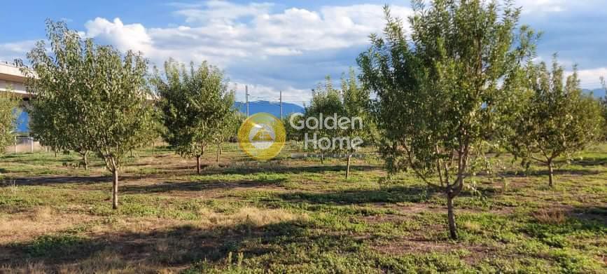 Αγροτεμάχια 10.400 τ.μ. προς πώληση, Κέντρο Λαμίας
