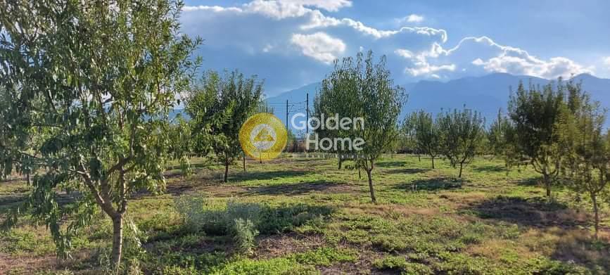 Αγροτεμάχια 10.400 τ.μ. προς πώληση, Κέντρο Λαμίας