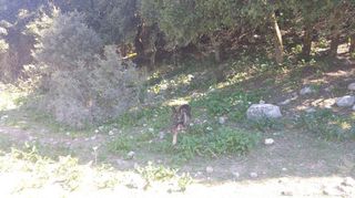 Οικόπεδο 4.000 τ.μ. για πώληση, Αχαΐα, Πάτρα-thumb-21