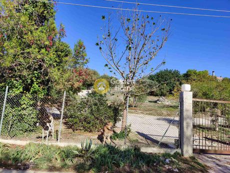 Οικόπεδο 4.600τ.μ. για πώληση-Κερατέα » Ρουντζέρι λεμπρού